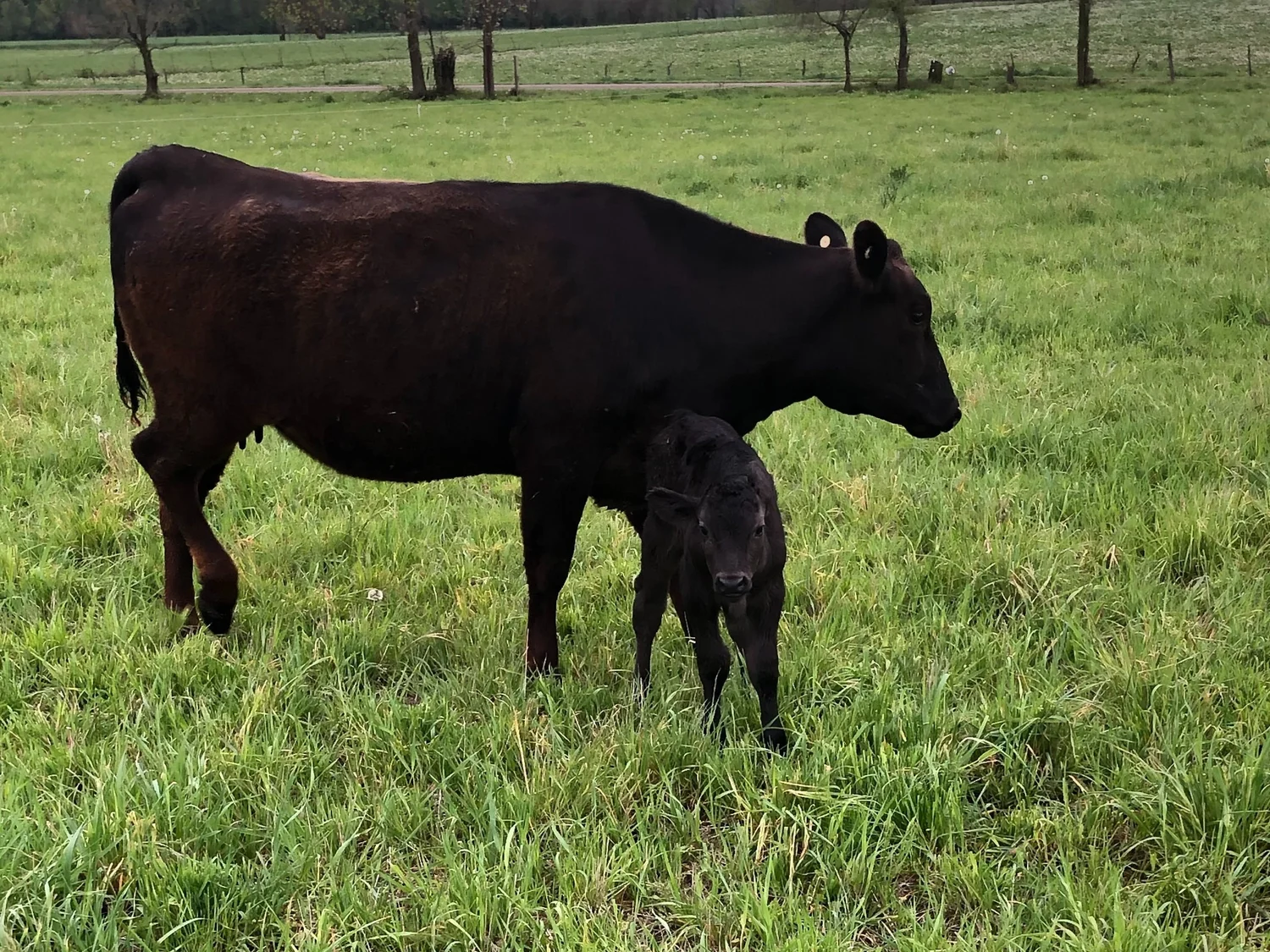 Cow and calf at Mayberry Acres