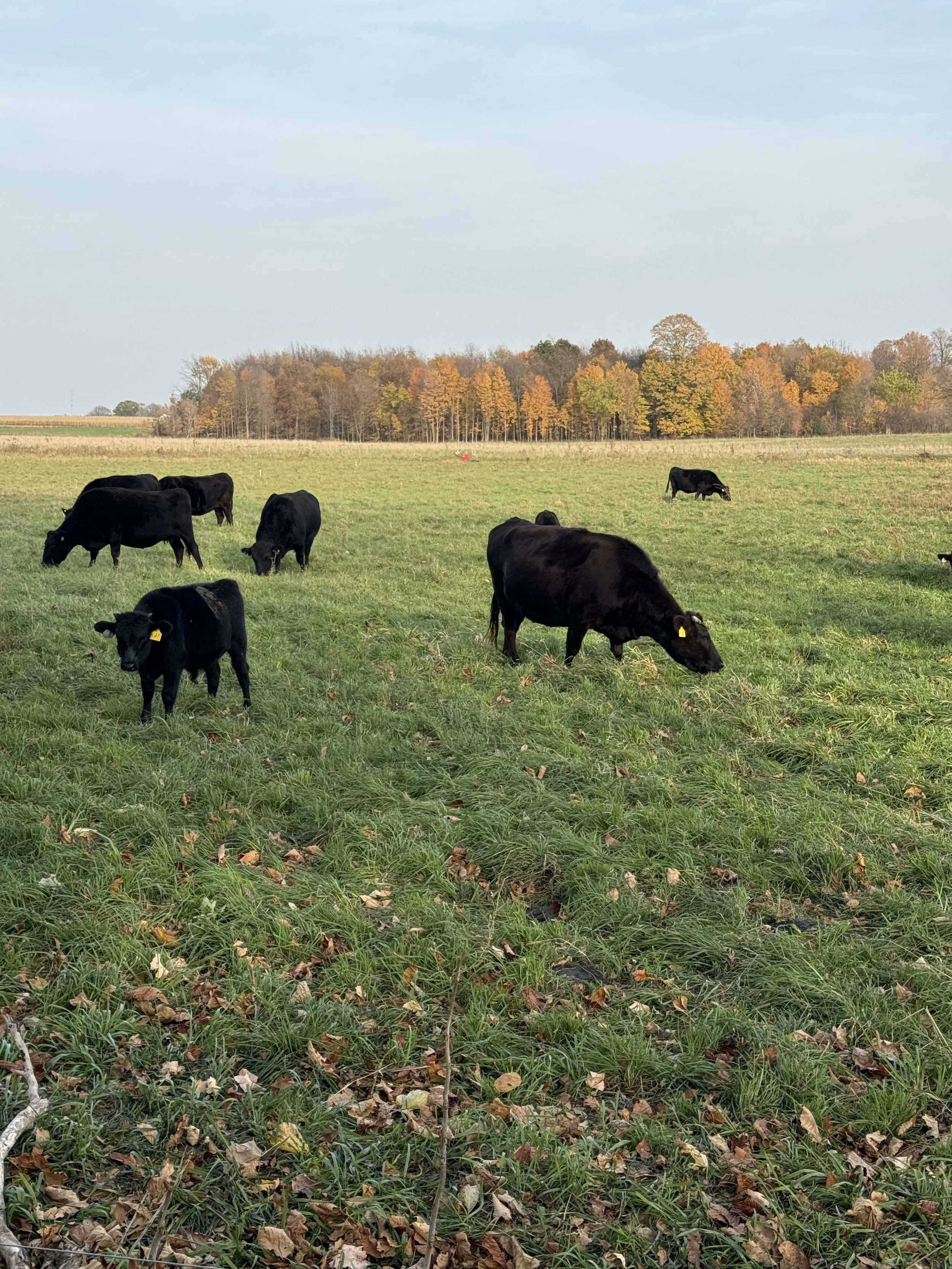 Wagyu cattle raised at Mayberry Acres