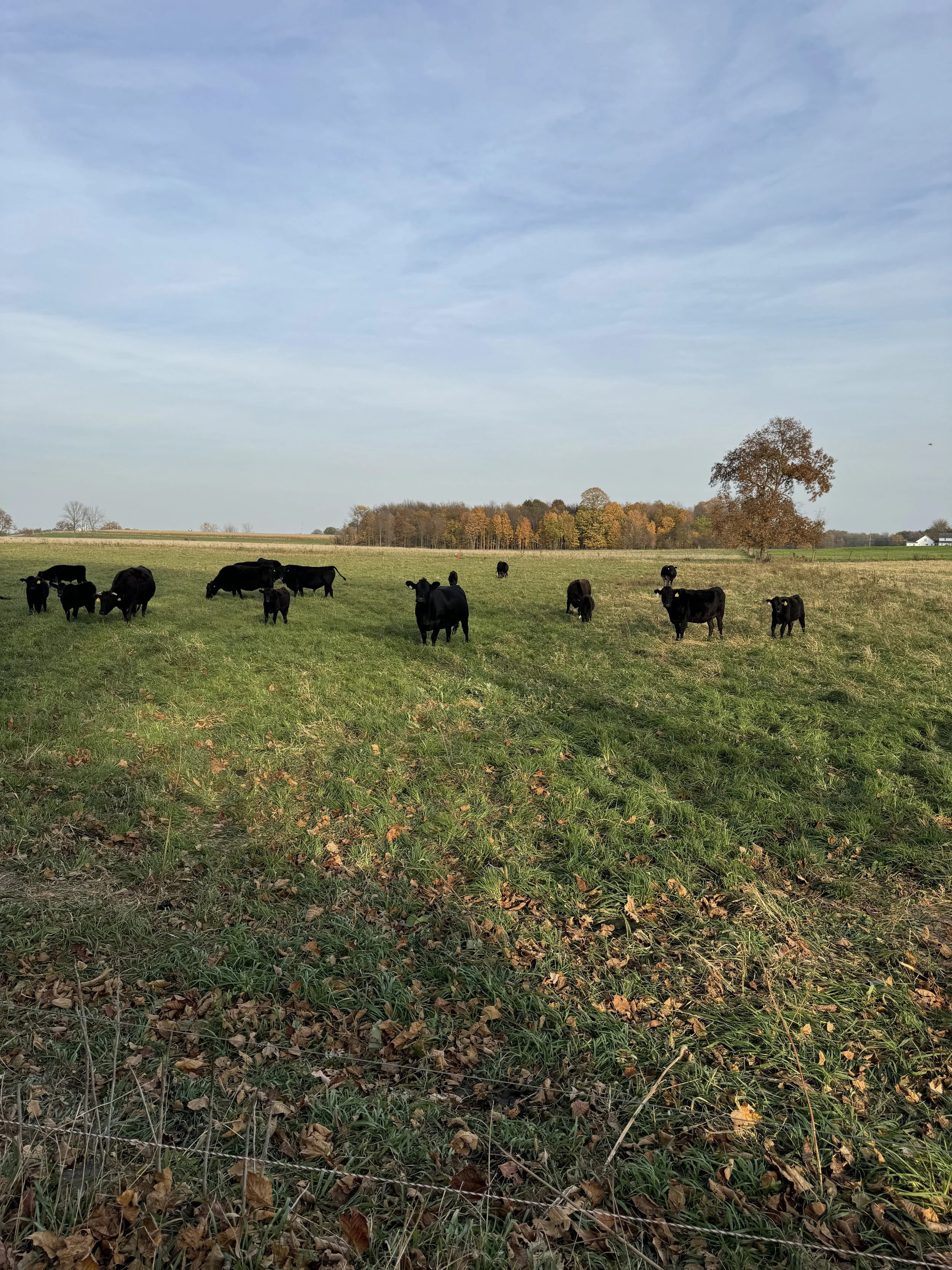 Wagyu cattle grazing in pasture at Mayberry Acres