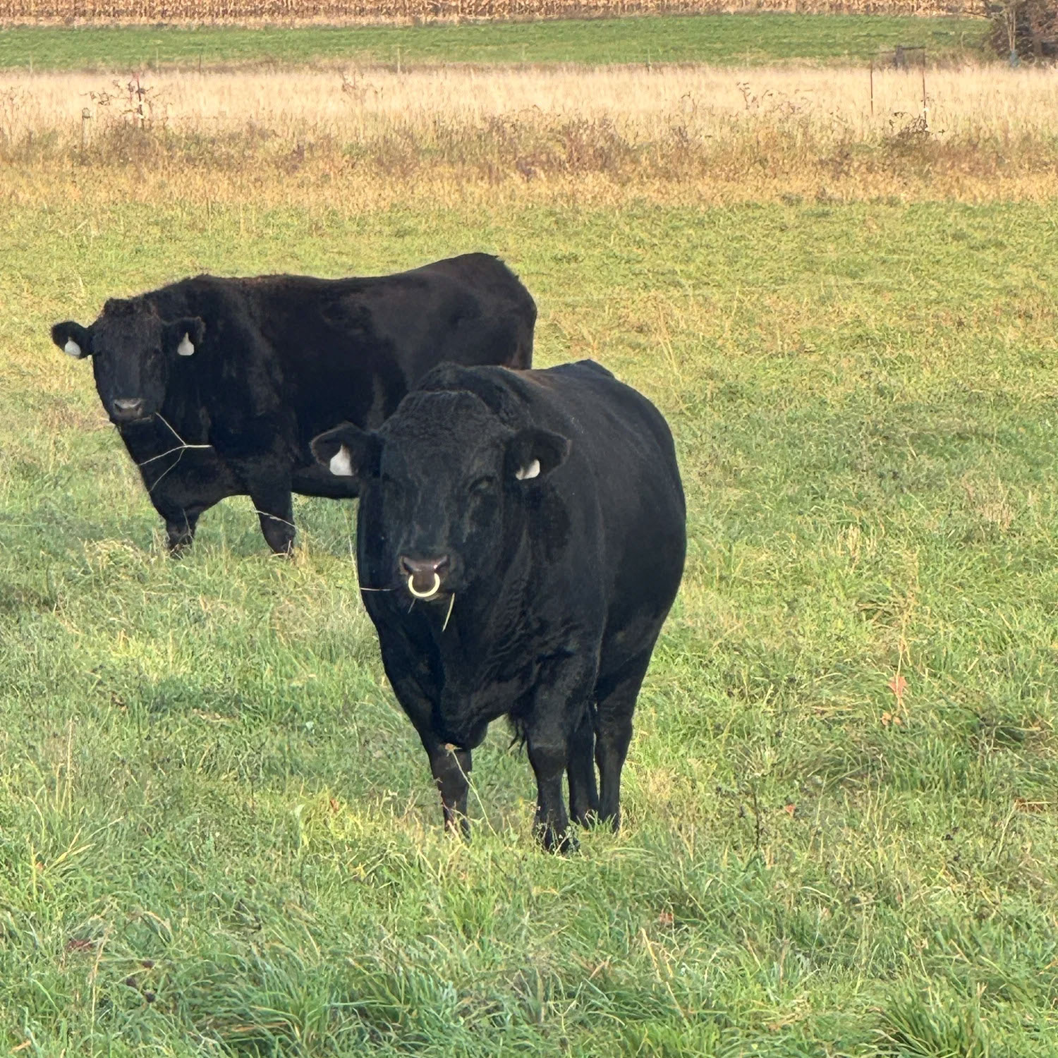 Reserve your beef share with a deposit